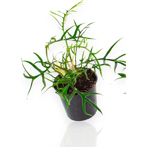 Gardenaria Philodendron tortum 'Good luck' - Pianta da interno ornamentale - Altezza: 30 cm (vaso 12) (1/5)