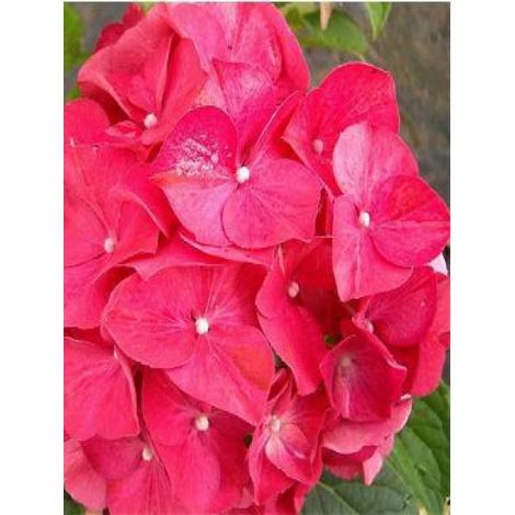 Hortensia 'Masja' Pot de 1,5L/2L (1/3)