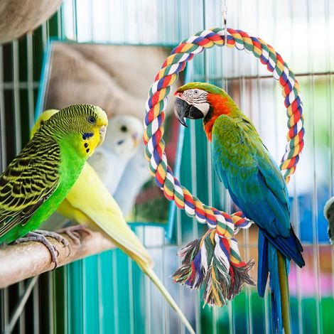 Anneaux d'escalade ronds en corde de coton colorée, balançoire pour oiseaux, perchoir à mordre et à jouer debout (1/5)