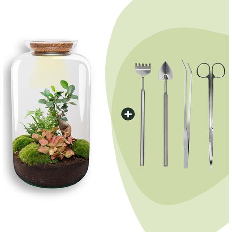 Kit Terrarium DIY XL avec Éclairage LED et Bonsaï Ficus Ginseng - H 43 cm - Ø 23 cm - PANGIVO (1/3)