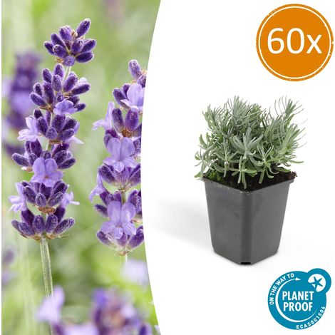 Lot de 60 Lavandes Hidcote Lavandula angustifolia Floraison Abondante 10-25 cm Pot Ø 9 cm - PANGIVO (1/5)