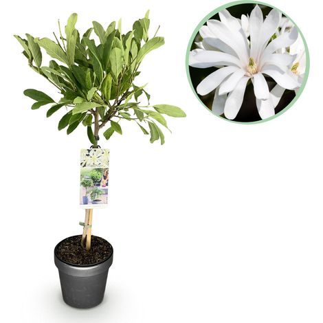 Magnolia stellata sur Tige - Arbuste Décoratif Fleurs Blanches - Pot 19 cm - Hauteur 90 cm - PANGIVO
