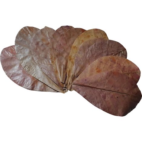Feuilles d'amandier séchées, 10 pièces.