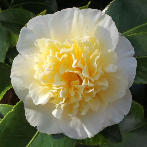 CAMELIA JAPONICA GWENNETH MOREY VASO 21CM