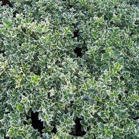 Fusain persistant Emerald Gaiety, Euonymus/Pot de 3L - 20/40 cm (1/4)