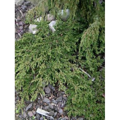 Genévrier commun 'Green Carpet' Pot de 7,5L/10L (1/3)