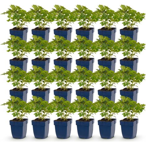 Astilbe de Chine Pumila Plante Vivace pour Ombre Violet Lot de 24 Pot 11 cm - PANGIVO (1/5)