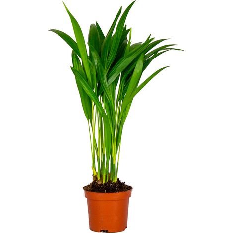 Bloomique - Dypsis Lutescens - Palmier Areca - Plantes d’intérieur - Dépolluante - Sans danger pour les animaux - Hauteur 20-30 cm - Pot 10,5 cm