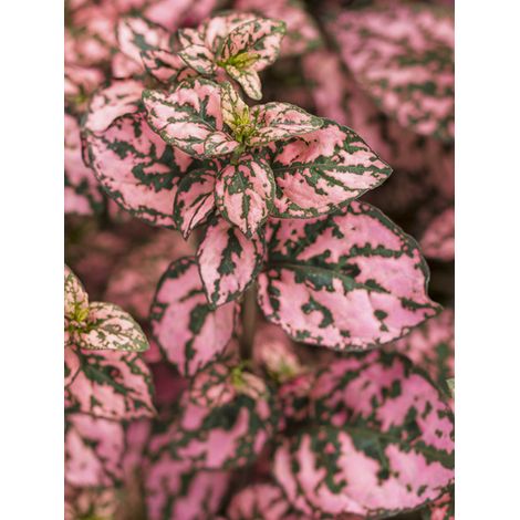 Plante aux ephélides 'Hippo Pink ' Mini-motte Ø 3/4 cm, Plant vert de 5 à 10 cm de haut (par 3)