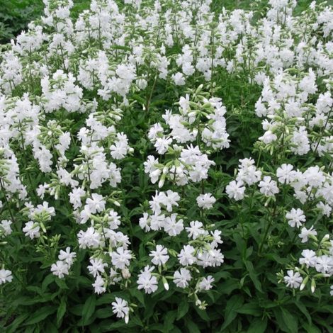 Saponaire Alba Plena/Lot de 5 godets