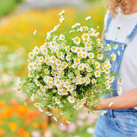 10000 Graines de petites marguerites blanches – Floraison Abondante – Non-OGM – Convient pour le jardin, le balcon et les pots – Décoration de jardin extérieure – Prairie de fleurs sauvages (1/5)