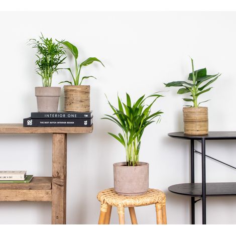 Bloomique - Lot de 4 - Mélange de plantes tendance - Chamaedorea, Dypsis, Musa, Strelitzia - Dépolluantes - 20-45 cm