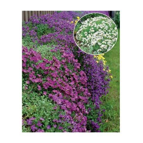 AUBRIETIAS - POURPRE 3 GODETS