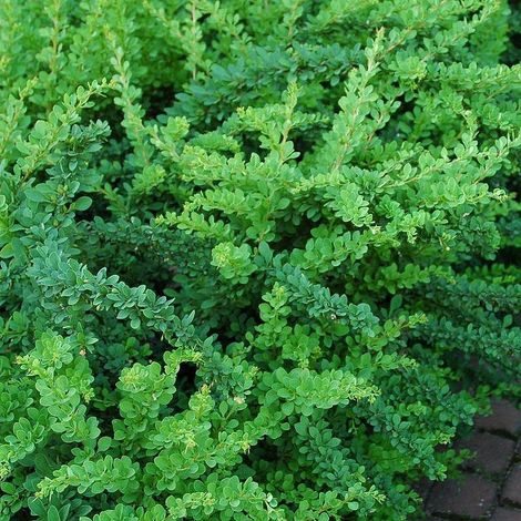 Épine-vinette de Thunberg 'Green Carpet' - 25-30 cm pot