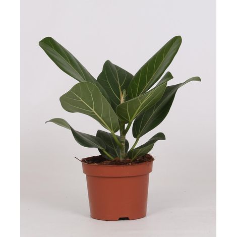 Ficus Bengalensis - Plante d'Intérieur Purifiante et Décorative - Pot Ø 12 cm - Hauteur 25 cm - PANGIVO