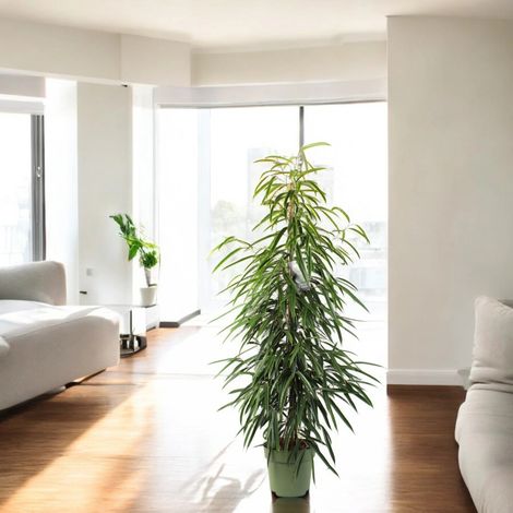 Gardenaria Ficus binnendijkii 'Alli' - Pianta da interno ornamentale - Altezza: 100 cm (vaso 21) (1/5)