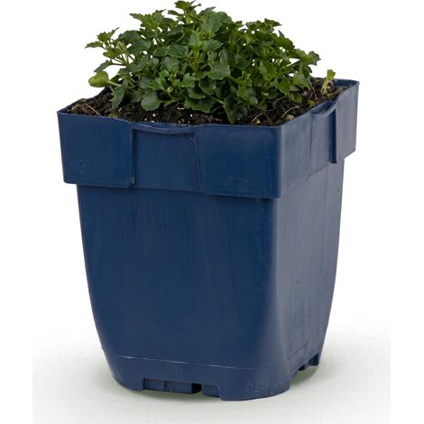Campanule des Murailles Vivace Couvre-Sol Campanula Portenschlagiana Rose Pot Ø 11 cm 15-25 cm - PANGIVO (1/5)