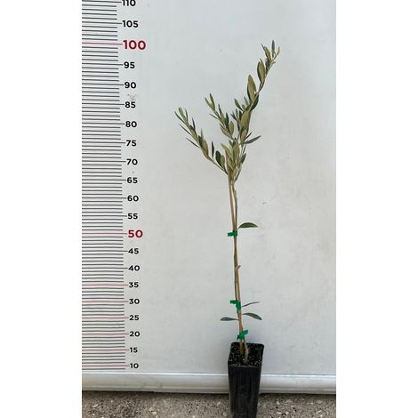 N.2 PIANTA DI ULIVO DOLCE "PASOLA" IN VASO ALTEZZA 70/80 cm (foto reale) ANNI 1