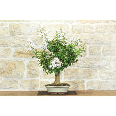 Bonsai di Lagerstroemia (42)