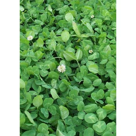 Trèfle blanc nain Rivendel 50% semences enrobées 100g par 25mq Sgaravatti - Maxi