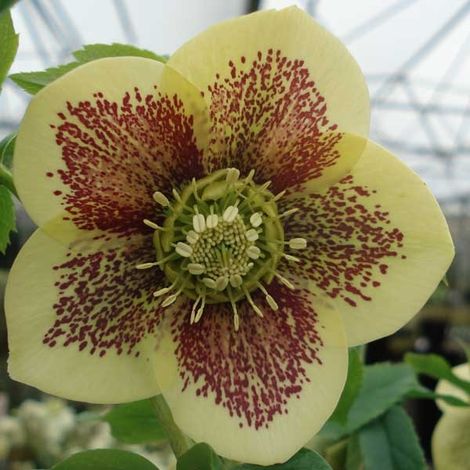 Hellébore 'Yellow Spotted' Pot de 2L/3L (1/2)