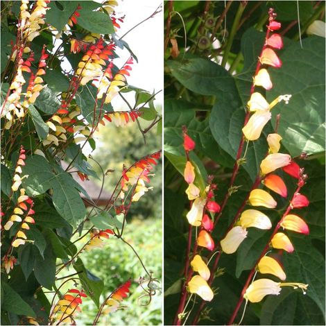 Semillas de Mina Lobata. Bandera Espa�ola. 10 Gramos