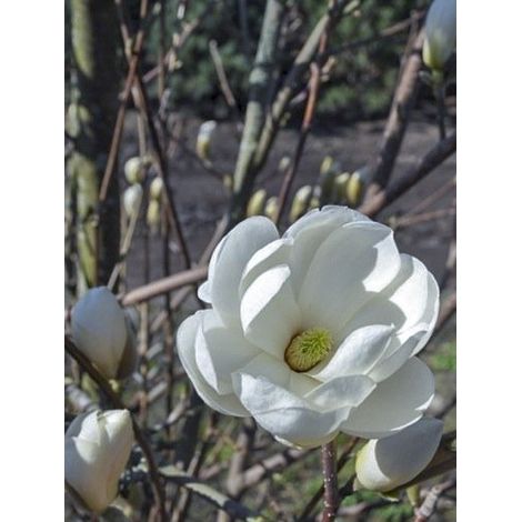 Magnolia dénudé 'Double Diamond' Pot de 7,5L/10L (1/4)