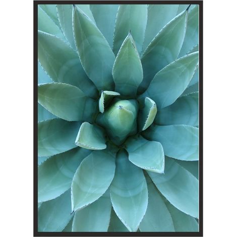 QUADRO, POSTER IN CORNICE 33x43 cm Aloe P512 (1/4)
