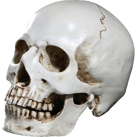 1 Stück Nachbildung eines menschlichen Schädels für Halloween-Dekorationen (1/3)