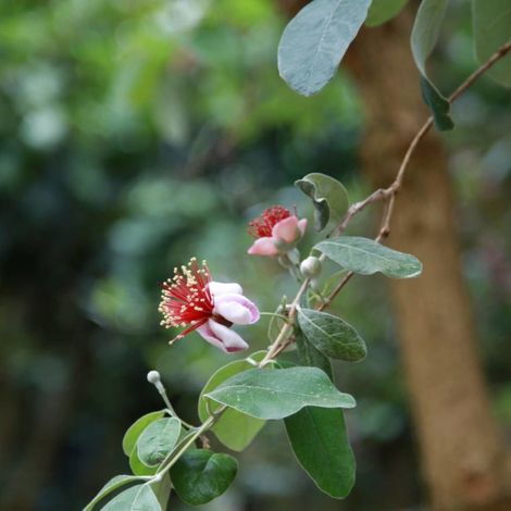 Goyavier du Brésil Triumph, Acca, Feijoa/Pot de 7,5L - 40/60 cm