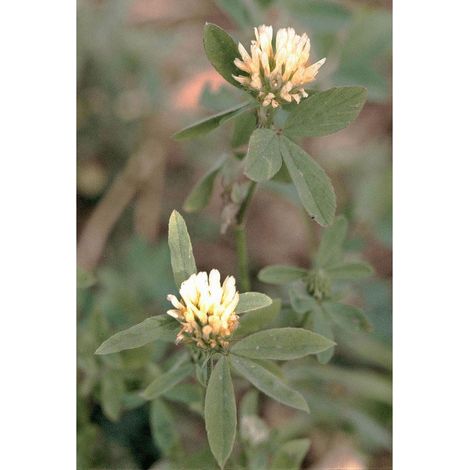 Alexandrinerklee Trifolium alexandrinum MIRIAM 1 kg Leguminosen Klee Saat Kleesa