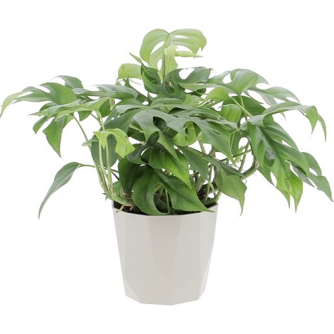 Monstera Minima con Eco-Vaso Decorativo - Piante Rampicanti Vere da Interni - Altezza 25-30 cm Vaso Ø 12 cm (1/4)