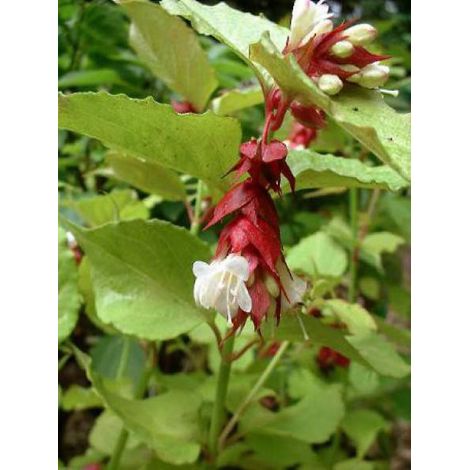 Leycesteria formosa 'Golden Lanterns' Pot de 2L/3L