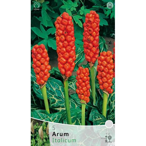 BULBI AUTUNNALI ARUM ITALICUM CONFEZIONE DA 3 RADICI BULBS BULBES