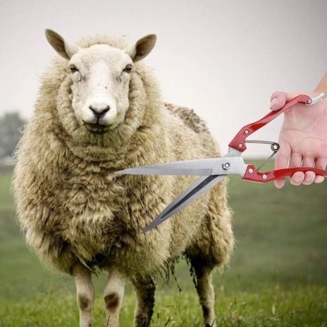 Ciseaux de Tonte Manuelle pour Moutons et Chèvres en Acier Inoxydable Multifonctionnels avec Poignée Rouge (1/4)