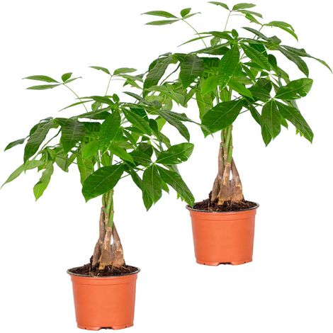 Bloomique - Lot de 2 - Pachira Aquatica - Arbre à argent - Plante d’intérieur - Dépolluante - 25-35 cm de haut - Pot 12 cm (1/5)