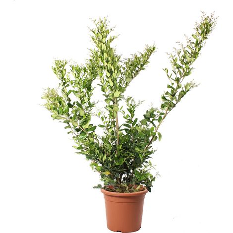 Ligustrum Texanum - Piante Vere da Esterno Sempreverdi - Pianta Ornamentale da Giardino - H 125-150 cm Vaso Ø 30 cm (1/2)