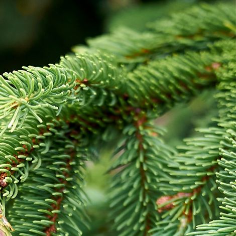 Épicéa commun Wills Zwerg - Picea abies Wills Zwerg 20/30cm Pot 2,5L