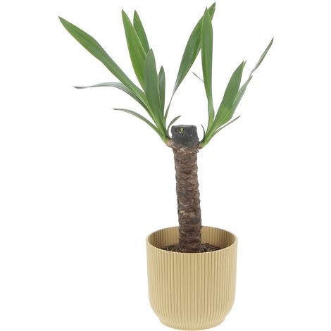 Yucca - H 50-60 cm Vaso da Coltura Ø 14 cm (1/4)