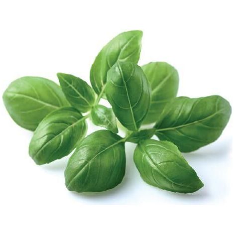 EMSA CLICK & GROW BASILIQUE (M5260900) CLICK AND GROW (1/2)