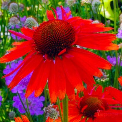 3 Echinacées 'Hot Lava' (Echinacea 'Hot Lava') (1/5)