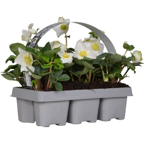 Bloomique - Lot de 1 - Helleborus Niger Christmas Carol - Rose de Noël - Plantes de jardin - Rustique - Floraison hivernale - Persistante - Hauteur 10-20 cm - Motte 9 cm