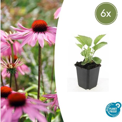 Echinacea purpurea 'Magnus' Lot de 6 Rudbeckies Pourpres Vivaces Fleurs Roses 10-25cm Ø9cm - PANGIVO (1/5)