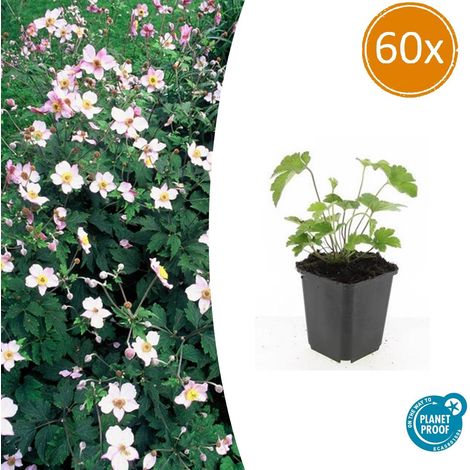 Lot de 60 Anémones du Japon 'Robustissima' Fleurs Bleu-Violet Hauteur 10-25 cm Pot Ø 9 cm - PANGIVO (1/5)