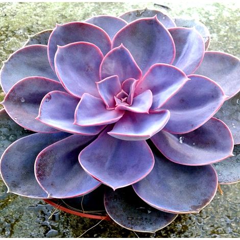 Planta Crasa Echeveria Perle VON Nurnberg