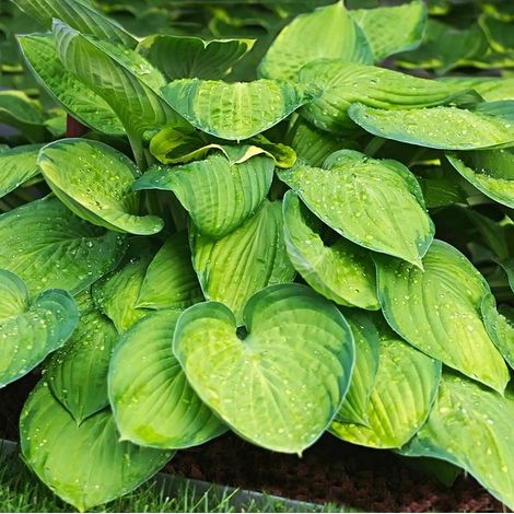 4 x Hosta hybrida 'Guacamole' - godet 9x9 cm (1/5)