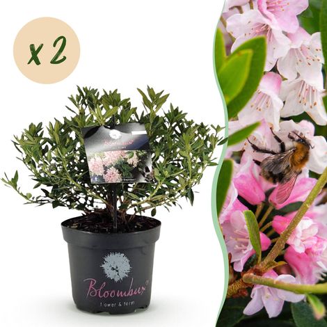 Rhododendron Nain Light Pink Lot de 2 Plantes de Haie Persistantes Rose Clair 45-55 cm - PANGIVO (1/5)