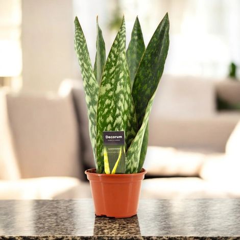 Gardenaria Sansevieria jamaiquina 'Queen' - Pianta da interno ornamentale - Altezza: 30 cm (vaso 14) (1/5)