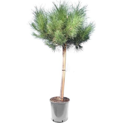 Pino da pinoli domestico "Pinus pinea" pianta in vaso ø18 cm h. 130/160 cm