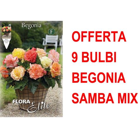 OFFERTA 9 BULBI BEGONIA SAMBA MIX BULBS BULBES